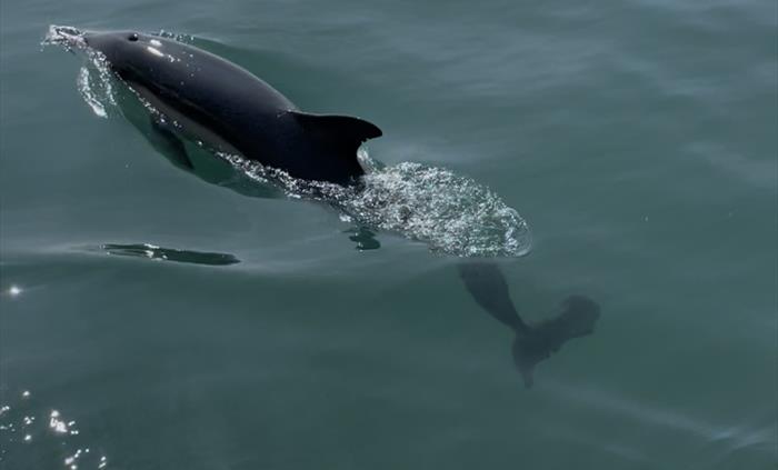 Dolphins seen from Sea Serpent